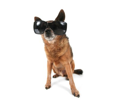 Chihuahua üzerinde güneş gözlüklü