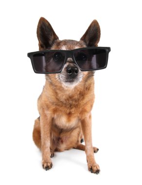 Chihuahua üzerinde güneş gözlüklü
