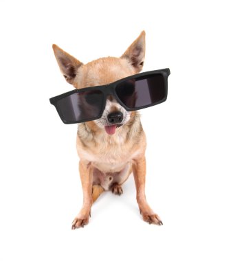 Chihuahua üzerinde güneş gözlüklü