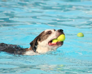 Eğleniyor Yüzme Havuzu dog