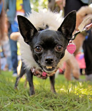 köpek parkında çim