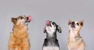 dilleriyle arayan köpekler