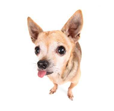 Chihuahua dilini dışarı asılı