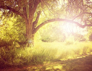 ağaçlar sonbahar yaprakları ile