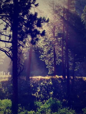 Güneş parlıyor ile orman