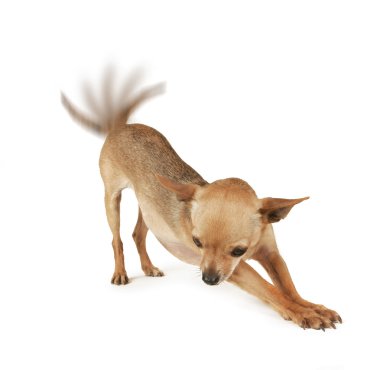 Minik chihuahua germe