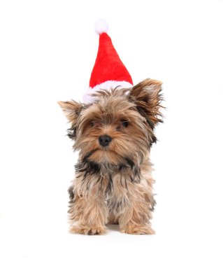 chrismas şapkalı Yorkshire korkunç