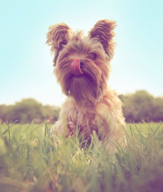 Yorkshire terrier çimenlere oturmuş