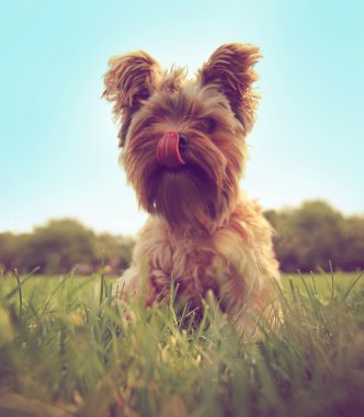 Yorkshire terrier çimenlere oturmuş