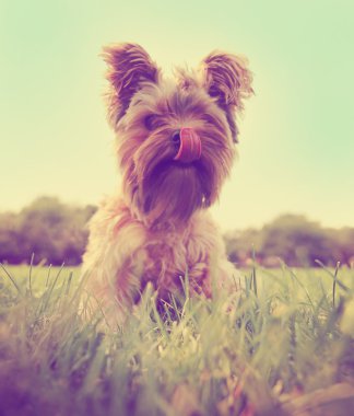 Yorkshire terrier çimenlere oturmuş