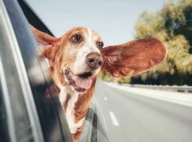 Basset hound arabaya binme