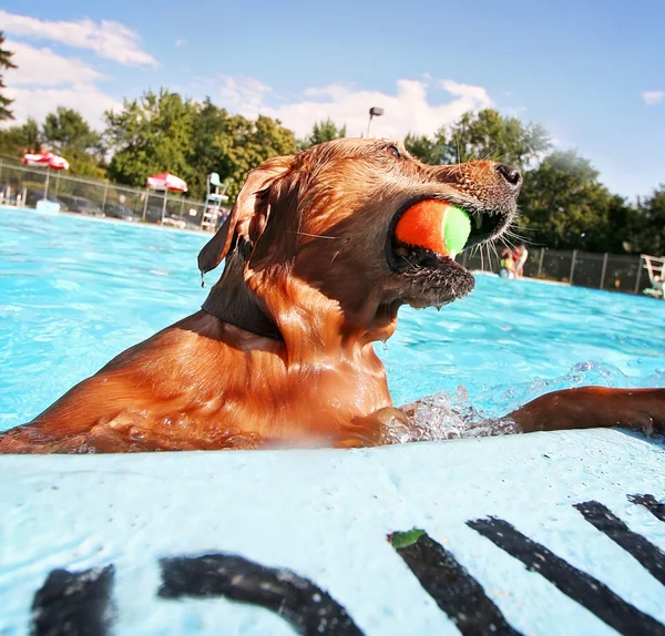 Perro en la piscina pública local — Foto de Stock