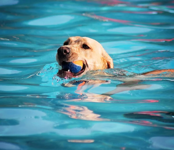 Perro en la piscina pública local — Foto de Stock