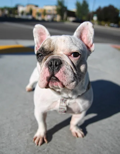 Hond bij lokale park — Stockfoto