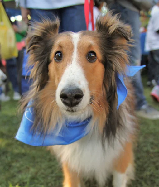 地元の公園でコリー犬 — ストック写真