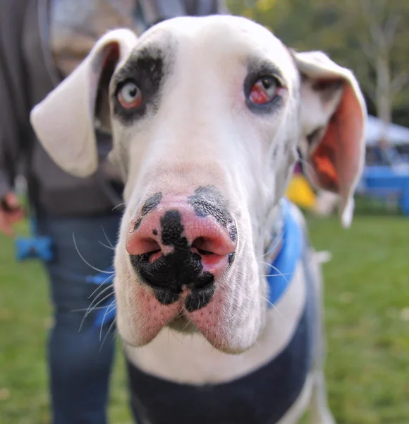 Hund på lokala park — Stockfoto