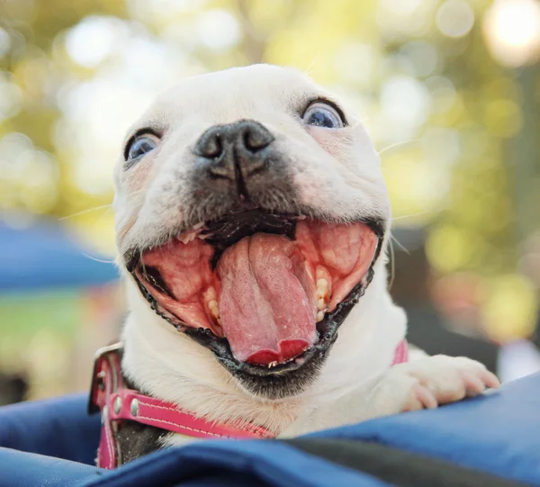 Hund på lokal offentlig park — Stockfoto