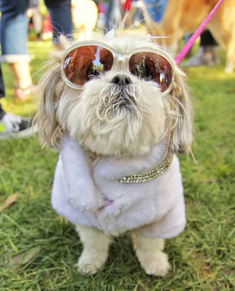 Hund på lokala park — Stockfoto