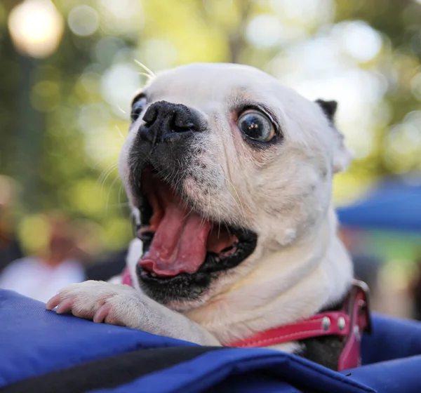 Hund på lokal offentlig park — Stockfoto