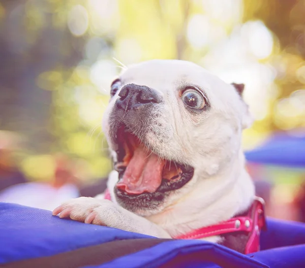 Cane al parco pubblico locale — Foto Stock