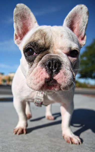 Hund på lokala park — Stockfoto