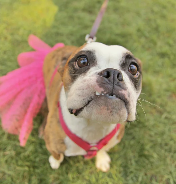 Boxer at local park — Stock Photo, Image