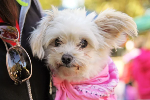 Dog at local park — Stock Photo, Image