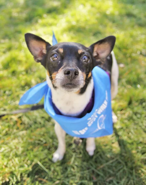 Dog at local park — Stock Photo, Image