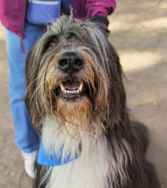 Pies w lokalnym parku — Zdjęcie stockowe