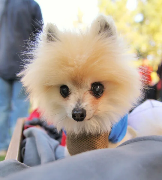 Perro en el parque local — Foto de Stock