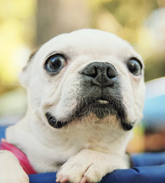 Hund på lokal offentlig park — Stockfoto