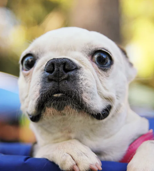 Dog at local public park — Stock Photo, Image