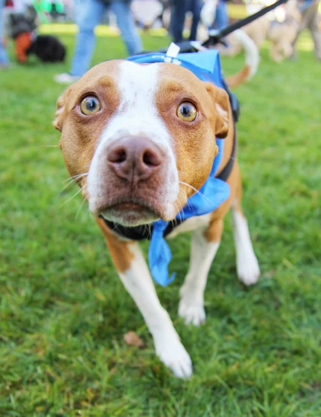 Perro en el parque local — Foto de Stock