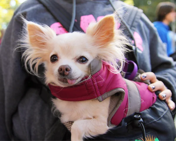 Dog at local park — Stock Photo, Image