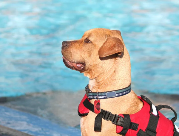 Eğleniyor Yüzme Havuzu dog — Stok fotoğraf