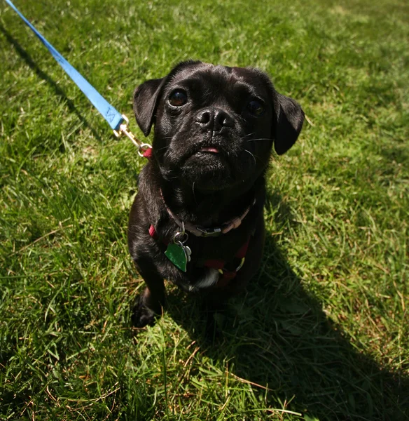 Zwarte pug — Stockfoto