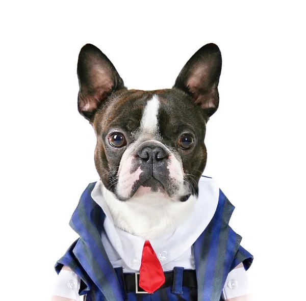 Boston terrier med kostym på — Stockfoto