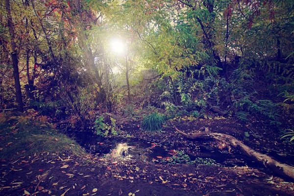 Foresta con il sole splendente — Foto Stock