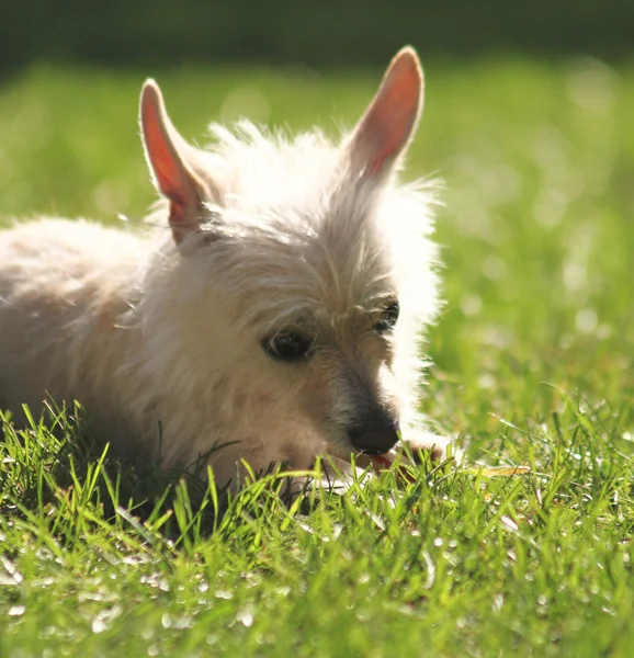 Perro en la hierba en el parque — Foto de Stock
