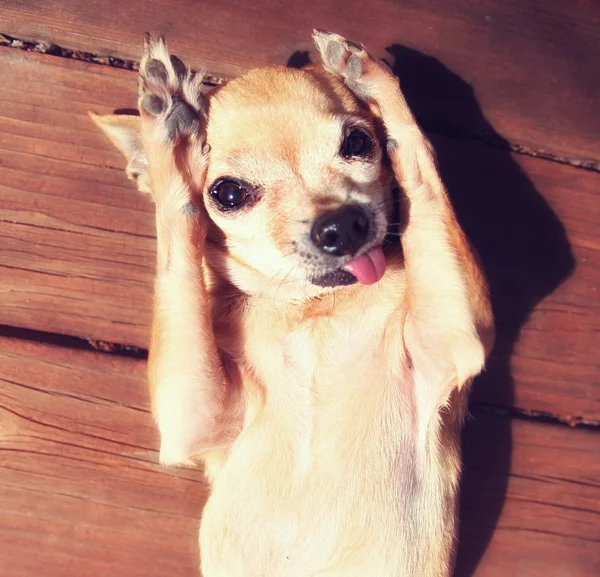 Chihuahua wrijven poten op gezicht — Stockfoto