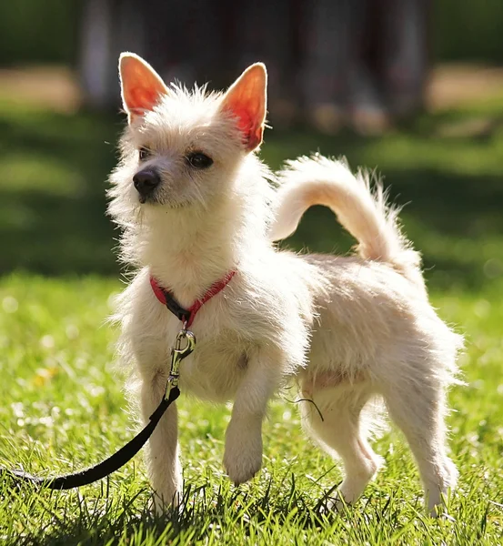 Dog in grass at park — Stock Photo, Image