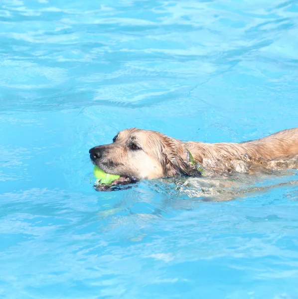 Hond plezier bij zwembad — Stockfoto