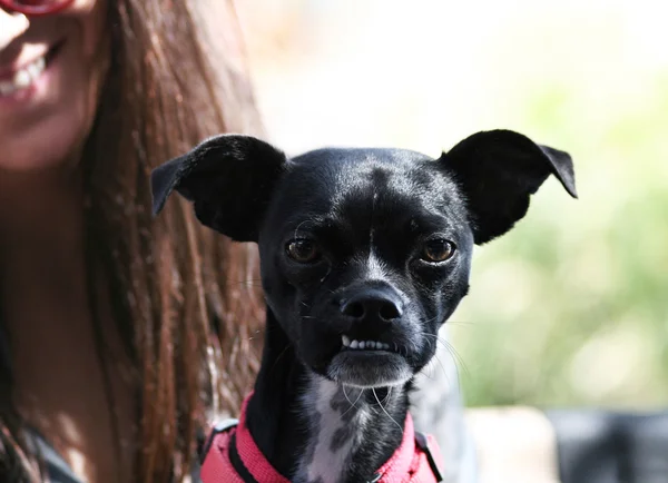 Cão com colarinho vermelho — Fotografia de Stock