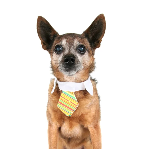 Chihuahua dragen stropdas — Stockfoto