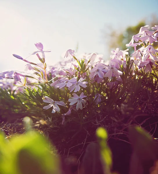 Rosa vilda blommor gjort med varmt filter — Stockfoto