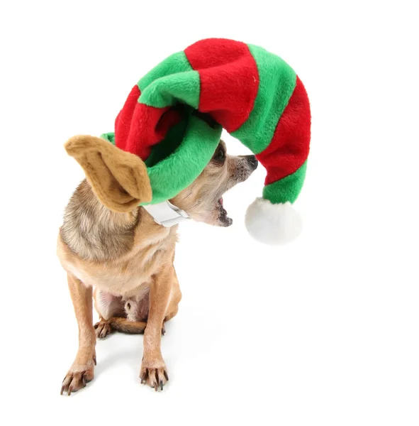 Chihuahua i jul hatt — Stockfoto