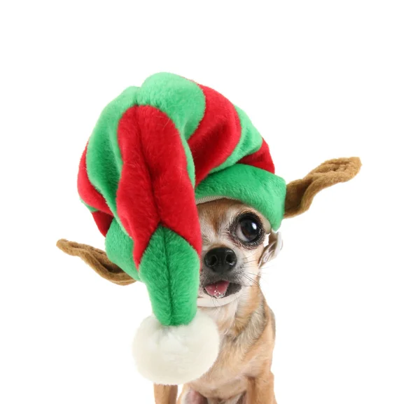 Chihuahua em chapéu de Natal — Fotografia de Stock