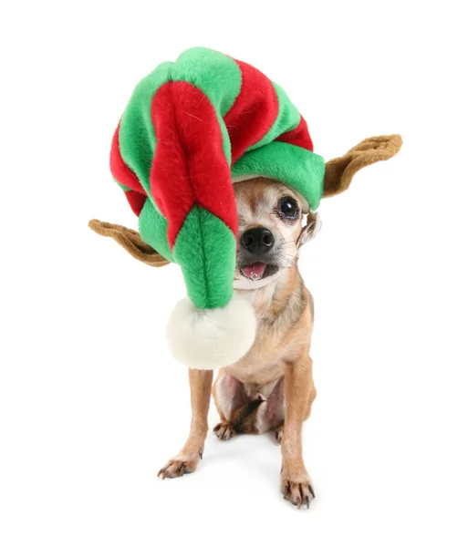 Chihuahua Noel şapka — Stok fotoğraf