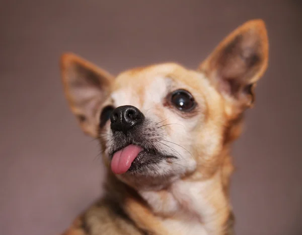 Chihuahua con la lingua appesa fuori — Foto Stock