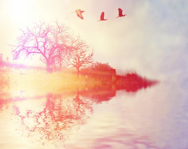 Herons flying over lake — Stock Photo, Image